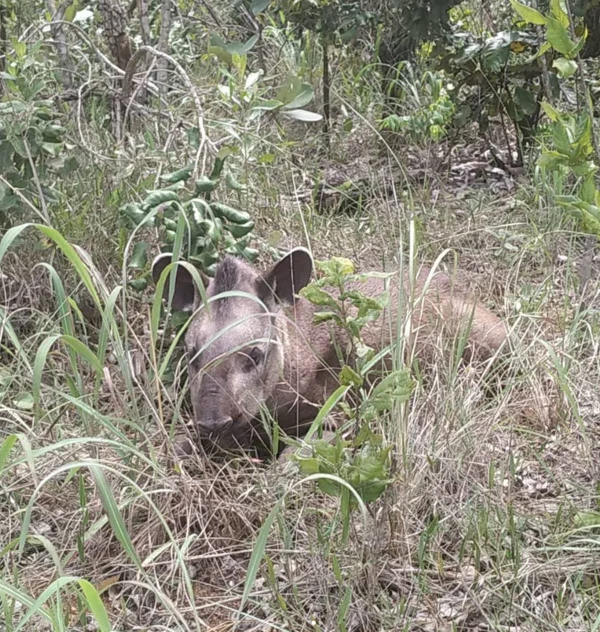 Anta morre após ser achada baleada na Floresta Nacional de Brasília