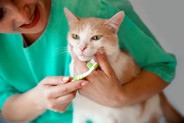 Escovação nos dentes dos gatos evita infecções e graves complicações