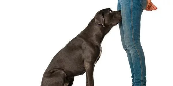 Cachorro cheirando partes íntimas