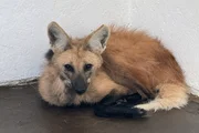 Conceição nasceu no zoológico da capital em junho de 2024 Conceição nasceu no zoológico da capital em junho de 2024