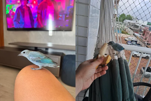 Passarinho “invade” apartamentos, é descoberto e vira xodó de vizinhos