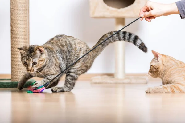 Brinquedo para gato