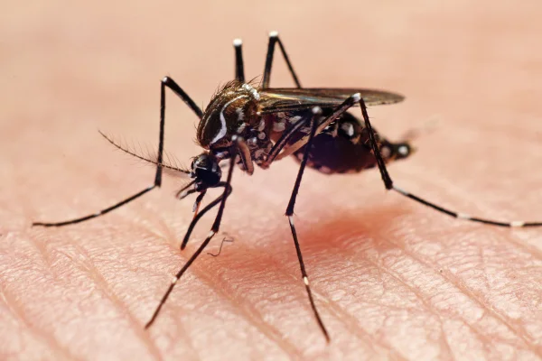 Foto colorida de Aedes aegypti - Aedes aegypti: quem ele pica, quando ataca e como ocorre a transmissão - Metrópoles