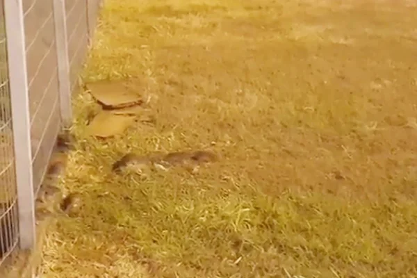 Vídeo: morador registra infestação de ratos em Águas Claras