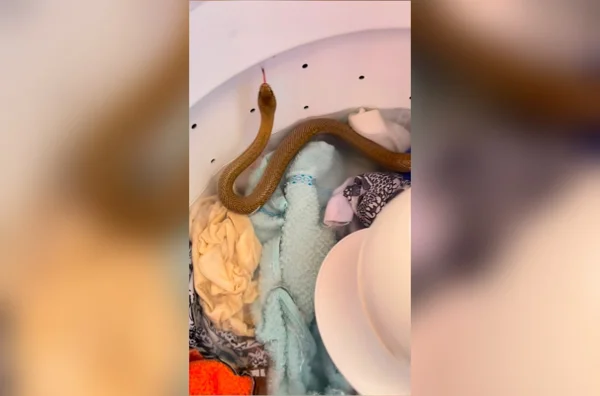 imagem colorida serpente maquina de lavar roupas goias