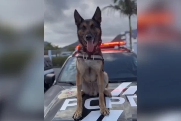 Despedida do cão K9 Raio diagnosticado com câncer volta a viralizar