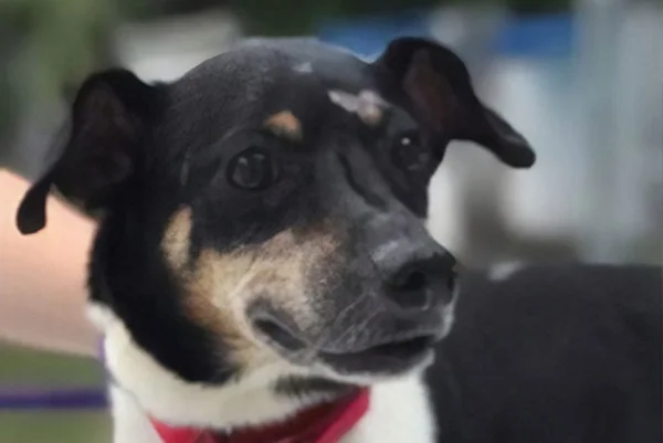 Cãozinho sacrifica a vida para salvar família de incêndio