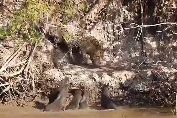 Ariranhas botam onça para correr no Pantanal