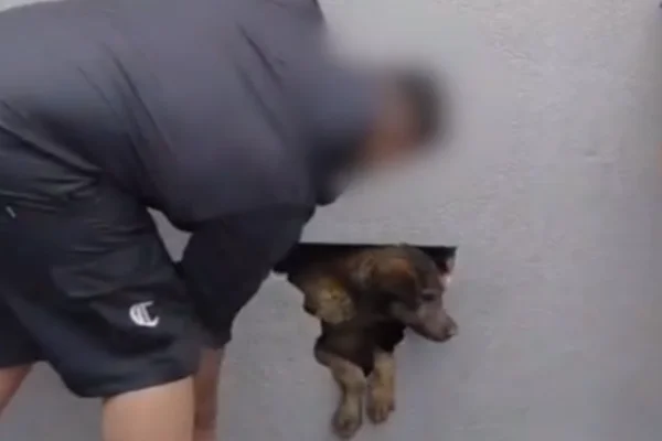 Cadela é resgatada de parede concretada após vizinhos ouvirem choro
