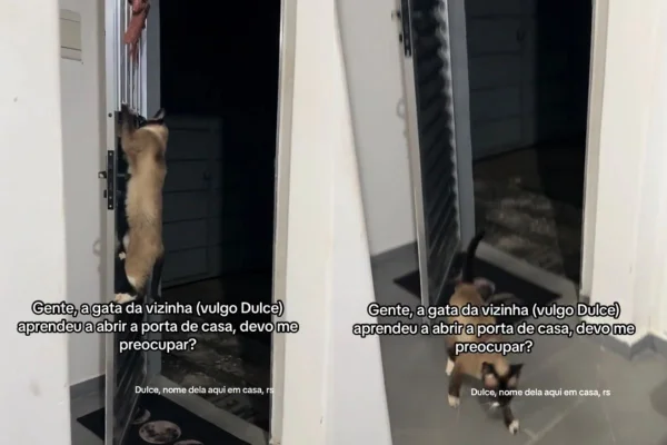 Gata aprende a abrir a porta da casa da vizinha: “Devo me preocupar?”