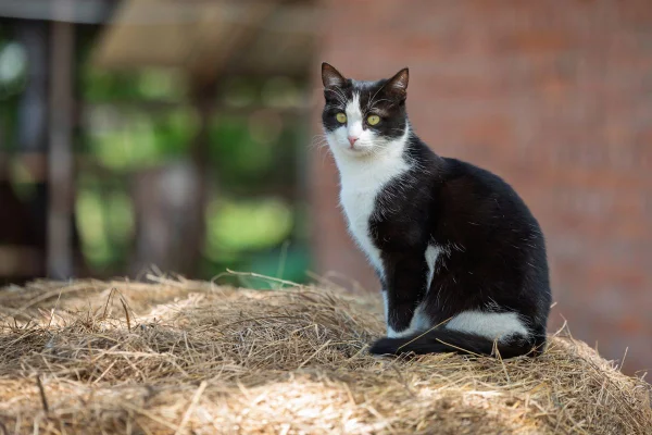 Na imagem com cor, foto de um gato frajola - metrópoles