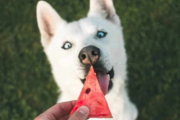 Pets veganos? Novo estilo de alimentação causa polêmica