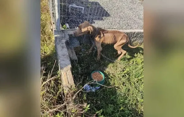 Cachorra desnutrida e presa em corrente é resgatada com filhotes em SC