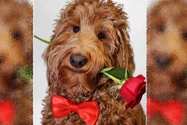 Menino faz gravatas-borboleta para cães e gatos que estão em abrigos