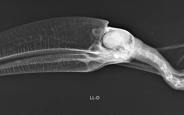 Hospital Veterinário da UnB registra aumento de animais baleados no DF