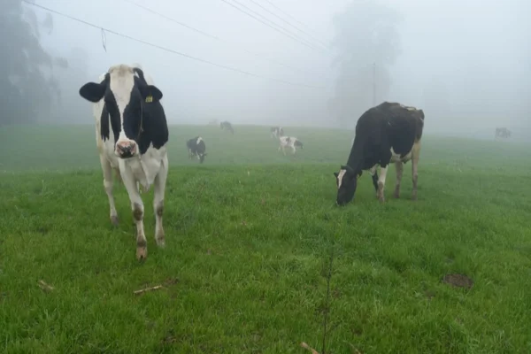 Tragédia no RS: Indústrias de agronegócio retomam atividade /Metrópoles