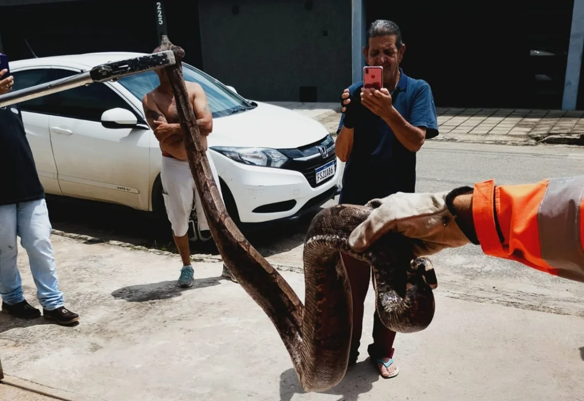 Serpente mede pouco mais de 1,5 metros e estava em motor de carro de passeio Serpente mede pouco mais de 1,5 metros e estava em motor de carro de passeio