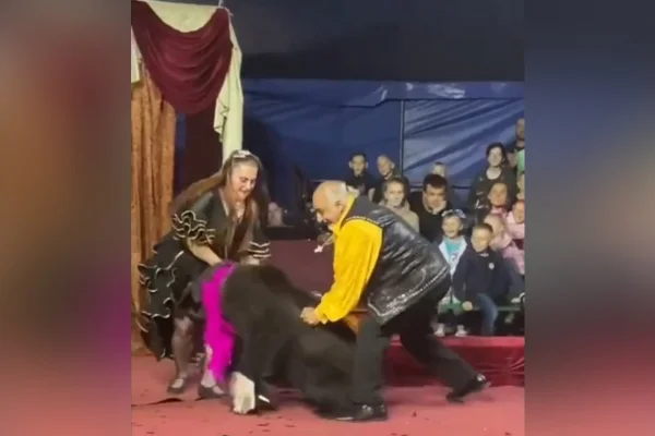 Vídeo: urso ataca treinadora em circo itinerante da Rússia