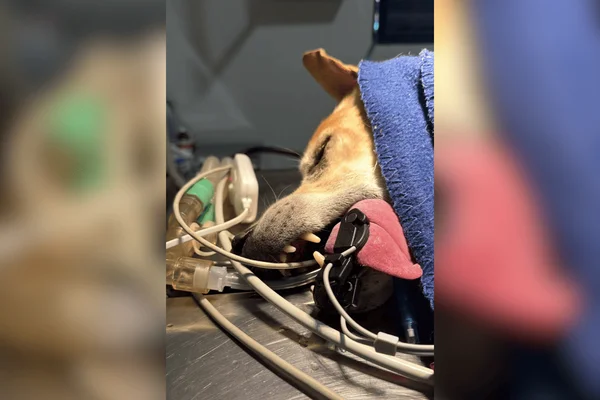 Cão morre ao comer comida envenenada