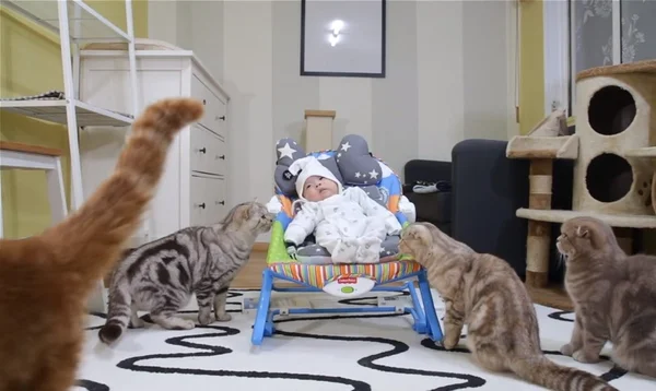 Conviver com gatos na infância diminui risco de asma em crianças