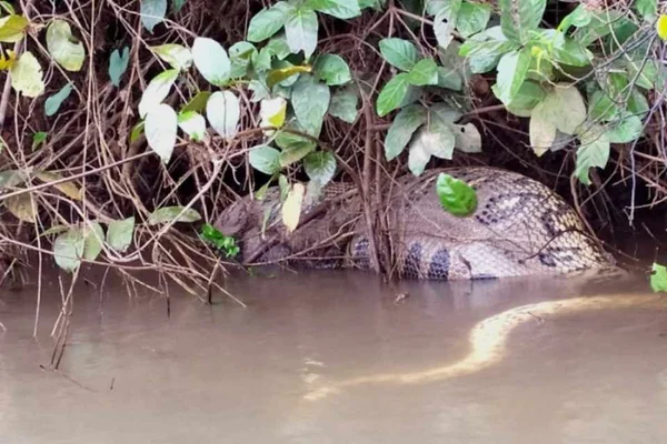 Sucuri encontrada morta
