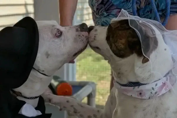 Cães sobem ao altar em cerimônia encantadora dentro de abrigo