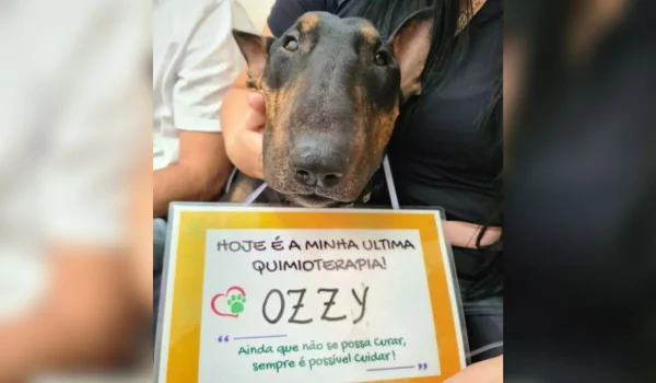 foto colorida de cachorro com plaquinha