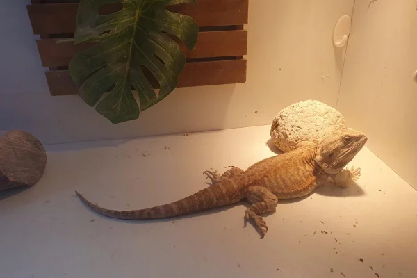 Rio: PF encontra lagarto australiano durante operação contra corrupção