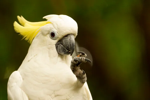 foto colorida de uma cacatua branca e amarela - Metrópoles.