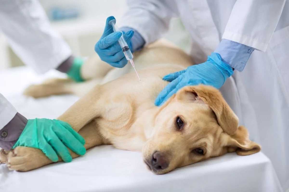 cachorro veterinário