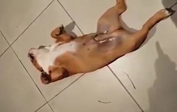 Buldogue fingindo desmaio