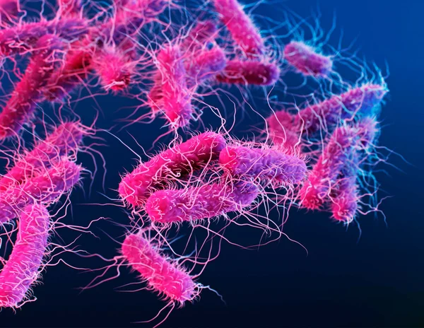 Ilustração de bactérias Enterobacteriaceae. Bactérias individuais são mostradas como bastonetes rosa com múltiplos flagelos semelhantes a cabelos usados para motilidade. A família Enterobacteriaceae contém mais de cem espécies, incluindo Shigella, Klebsiella, Salmonella e Escherichia coli, e pode ser encontrada em intestinos, água e solo de animais. Alguns membros das Enterobacteriaceae são parasitas de animais e plantas.