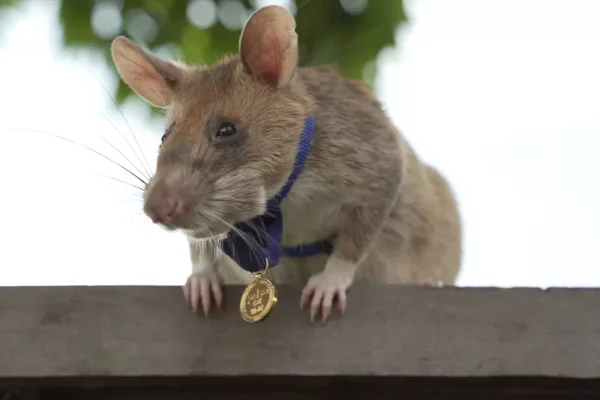 Rato Magawa