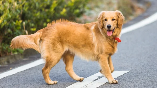 Quer ter um golden? Veja 5 detalhes que ninguém te conta sobre a raça