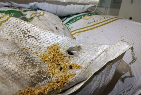 Vigilância Sanitária mantém interdição de cervejaria com fezes de ratos