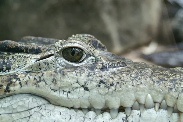 Vídeo: jacaré de 2 metros é encontrado em varanda de casa