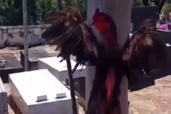 Galo é crucificado vivo em poste de energia dentro de cemitério