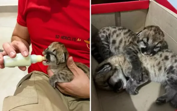 Resgate de dois bebês onça abandonados derrete corações