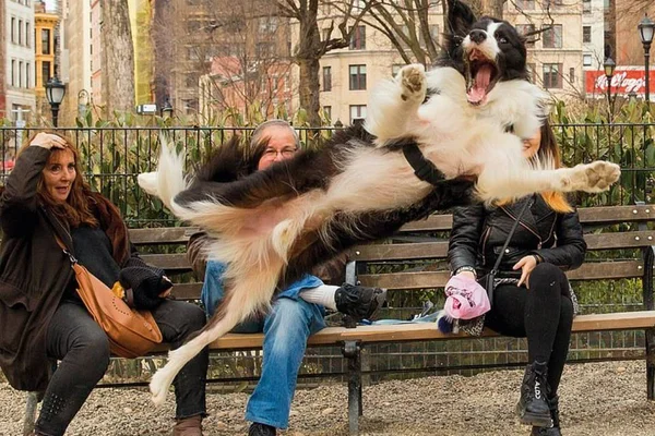 Fotógrafo se dedica a trabalhar com cães e o resultado é incrível