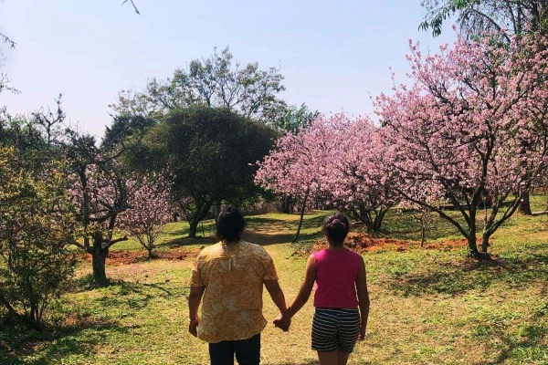 floração das cerejeiras no Parque do Carmo