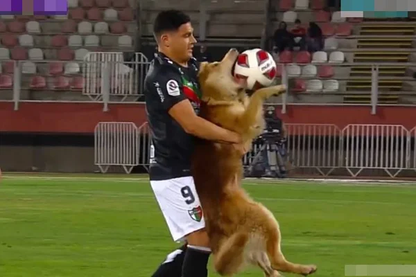 Na foto, um jogador de futebol segura um cachorro - Metrópoles