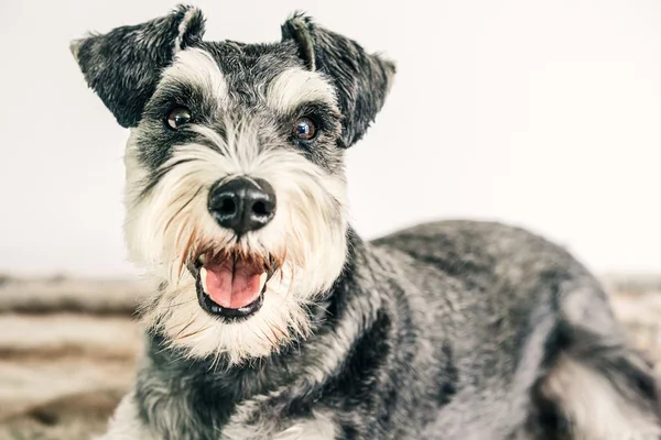 10 curiosidades incríveis sobre os cães da raça schnauzer