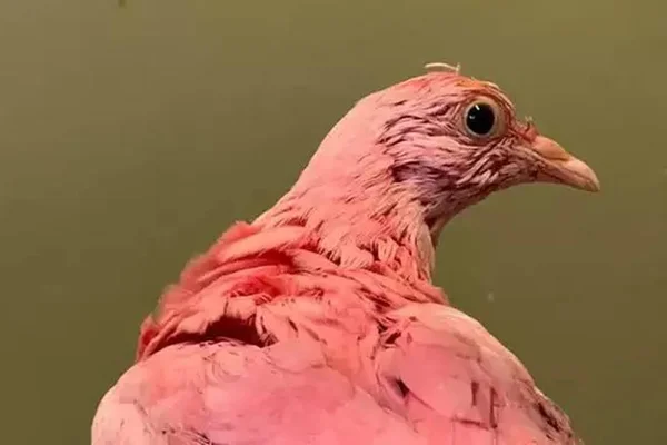 Triste! Pombo pintado de rosa para chá revelação morre intoxicado