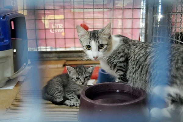Gato branco com cinza, tigela com água e gatinho menor listrado ao lado. Eles estão dentro de gaiola