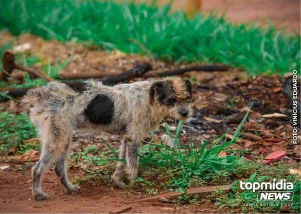 Idoso é preso após matar cachorro a facadas em MS