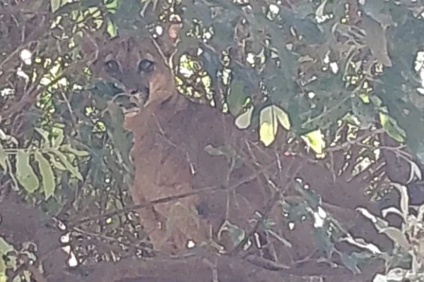 Imagem colorida de onça em cima de árvore perto de escola municipal no interior. Metrópoles