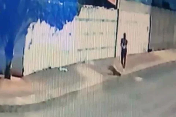 homem atira e atinge cão Gerente; animal acabou morrendo em Anápolis