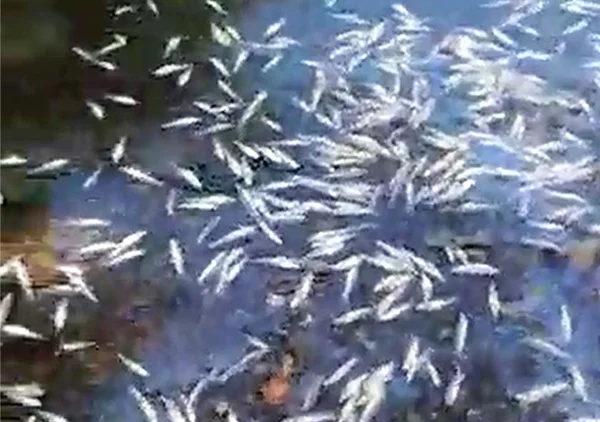 Toneladas de peixes mortos aparecem nas praias do Chile
