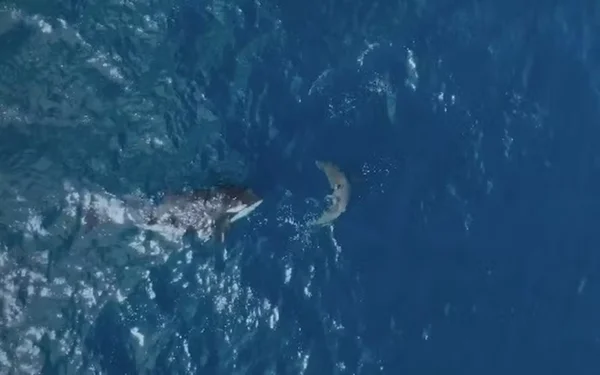 Imagem colorida da orca caçando o tubarão