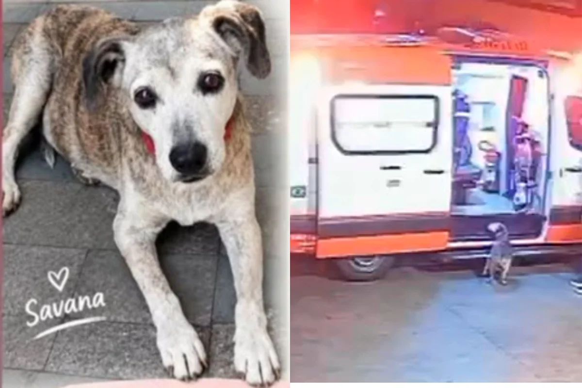 Cachorrinha fica 1 mês sumida após acompanhar tutor em ambulância do Samu
